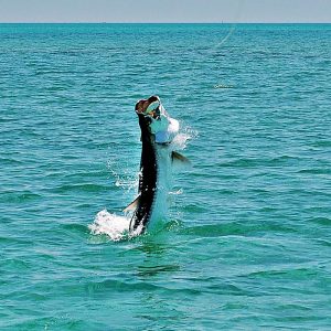 go-tarpon-fishing-in-islamorada-and-the-everglades2